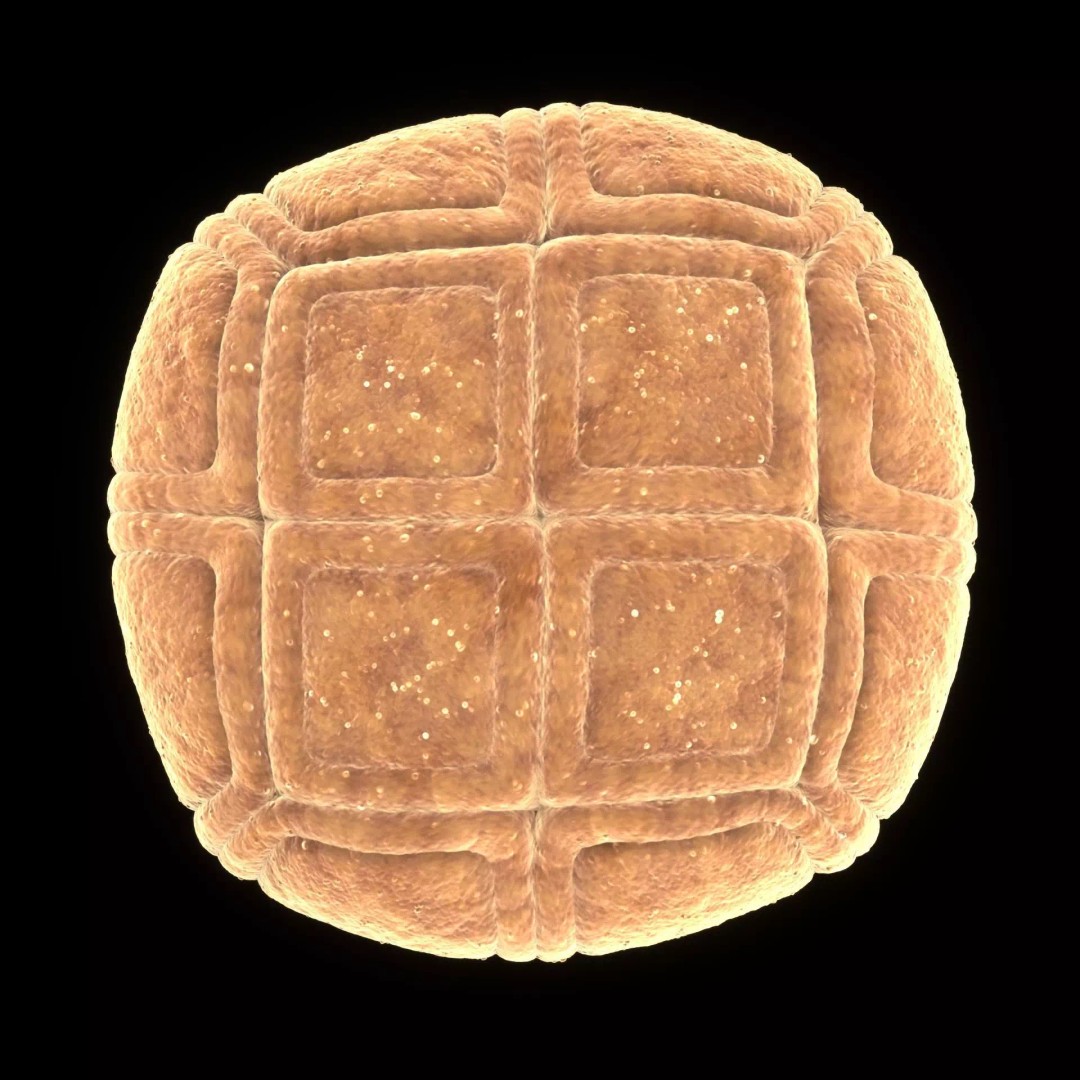 Acacia Pollen Grain 3D Model – Detailed SEM-Style Visualization, FBX - View 9