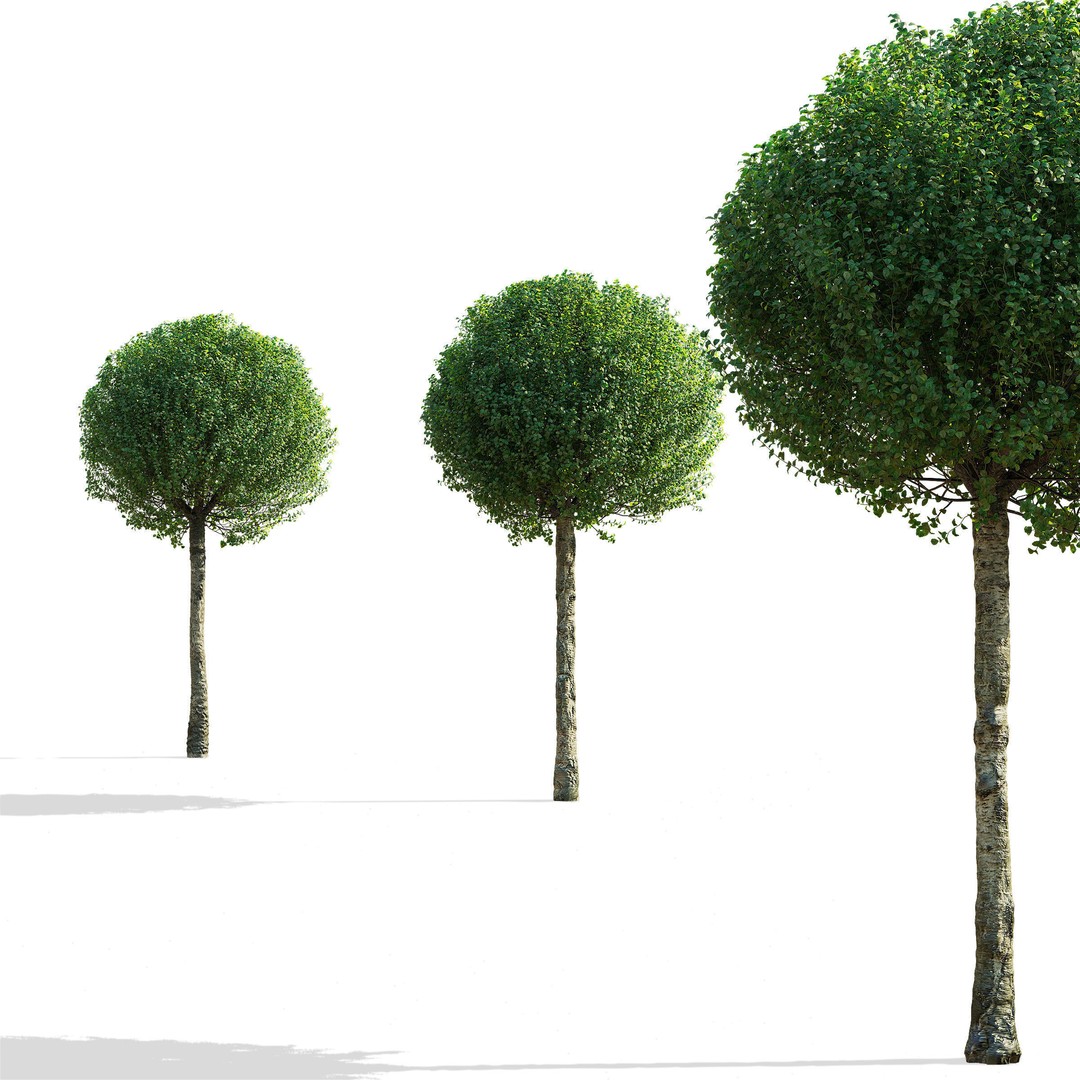 Prunus Eminens Umbraculifera 3D Model – High Poly PBR Plant Asset, FBX, OBJ