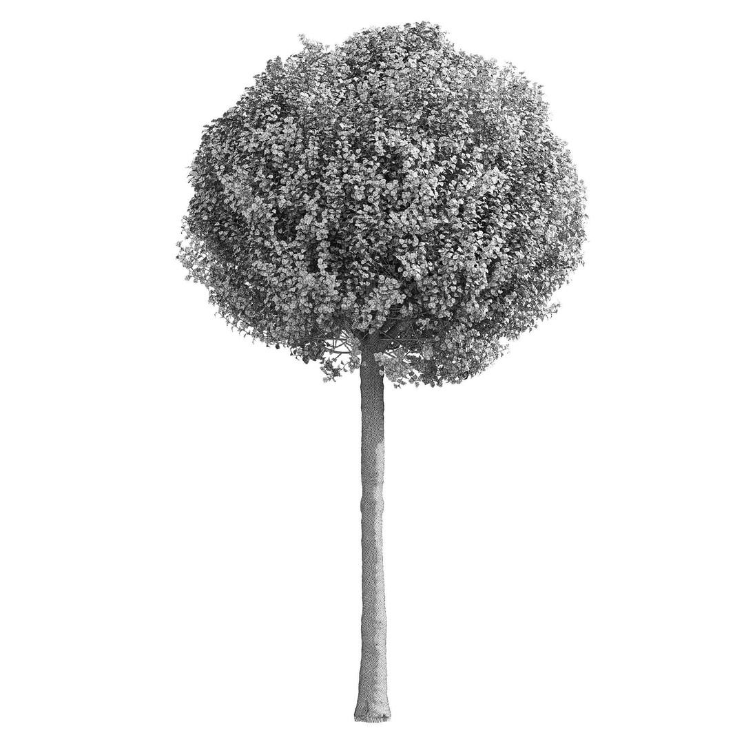 Prunus Eminens Umbraculifera 3D Model – High Poly PBR Plant Asset, FBX, OBJ - View 10