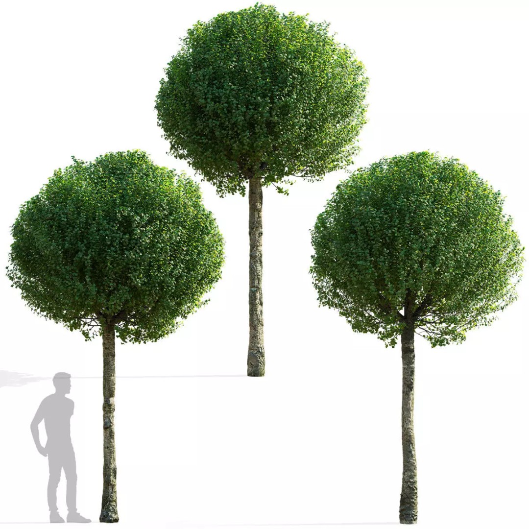 Prunus Eminens Umbraculifera 3D Model – High Poly PBR Plant Asset, FBX, OBJ - View 2