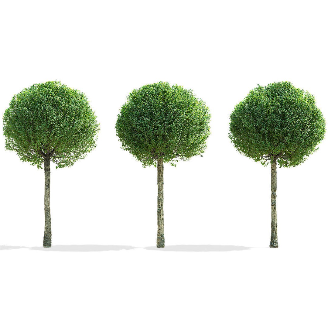 Prunus Eminens Umbraculifera 3D Model – High Poly PBR Plant Asset, FBX, OBJ - View 3