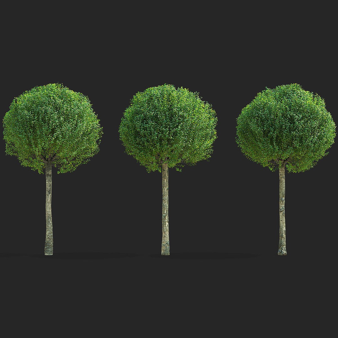 Prunus Eminens Umbraculifera 3D Model – High Poly PBR Plant Asset, FBX, OBJ - View 4