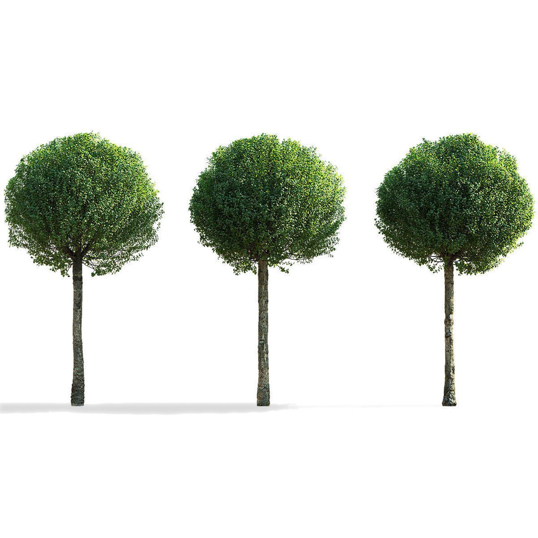 Prunus Eminens Umbraculifera 3D Model – High Poly PBR Plant Asset, FBX, OBJ - View 5