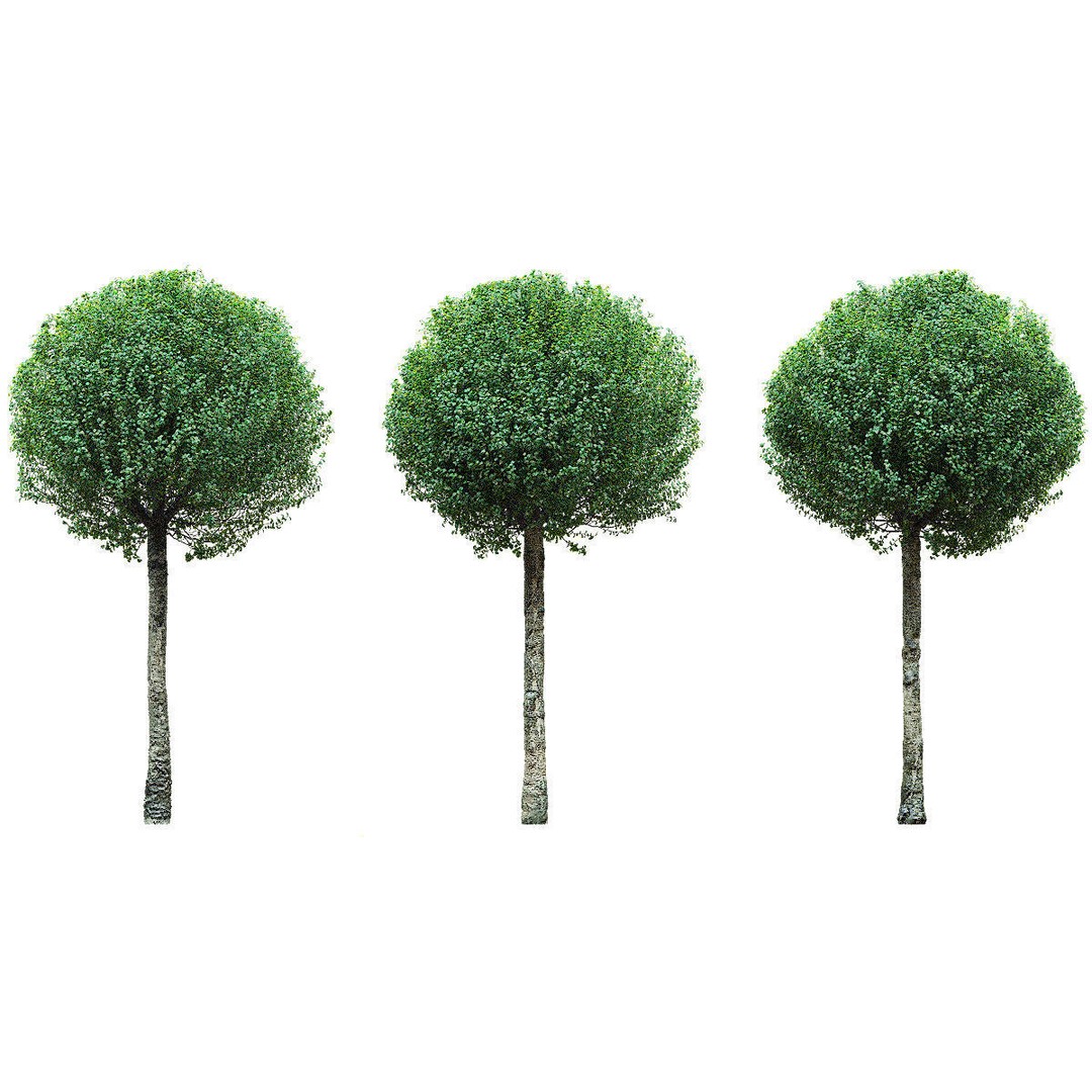 Prunus Eminens Umbraculifera 3D Model – High Poly PBR Plant Asset, FBX, OBJ - View 6