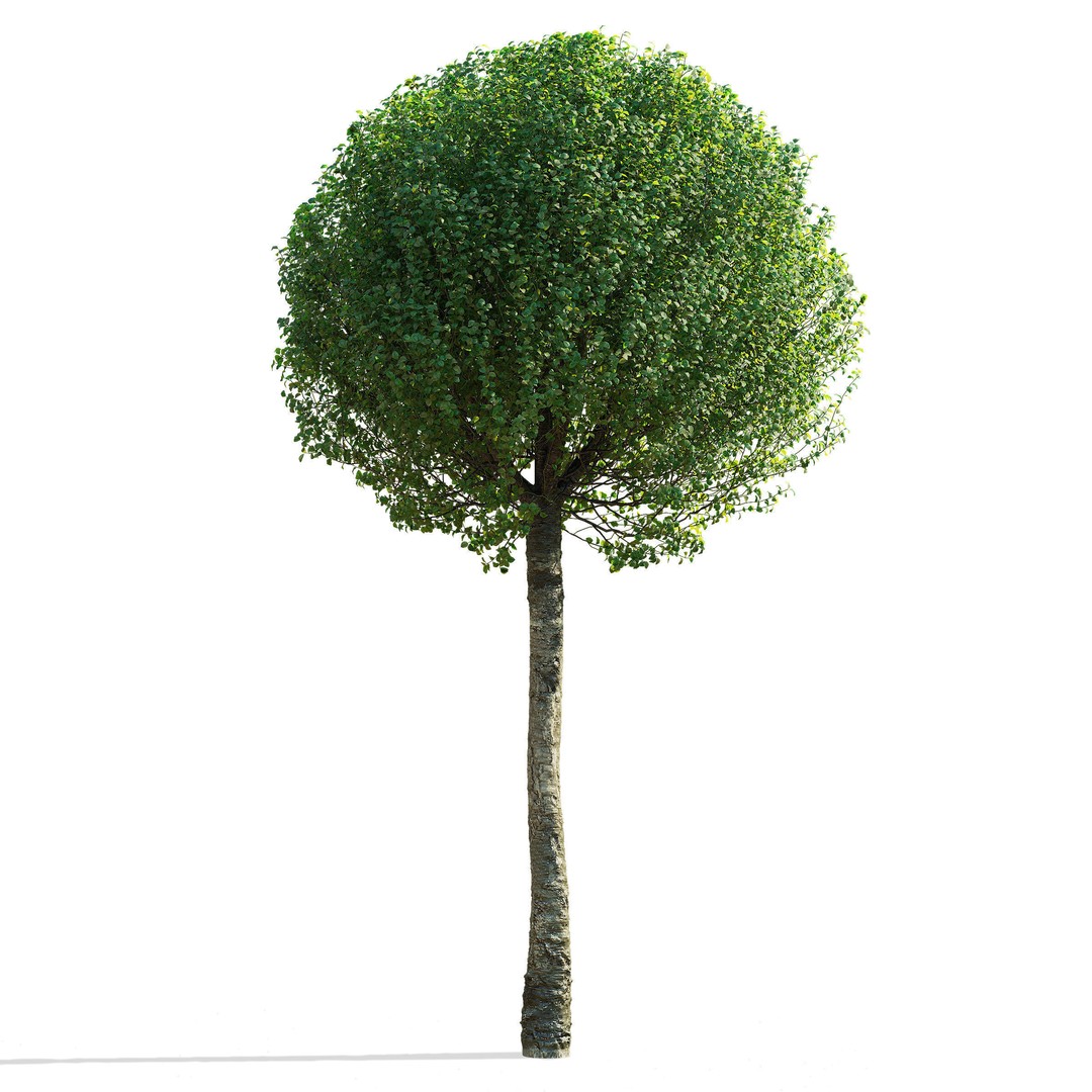Prunus Eminens Umbraculifera 3D Model – High Poly PBR Plant Asset, FBX, OBJ - View 7