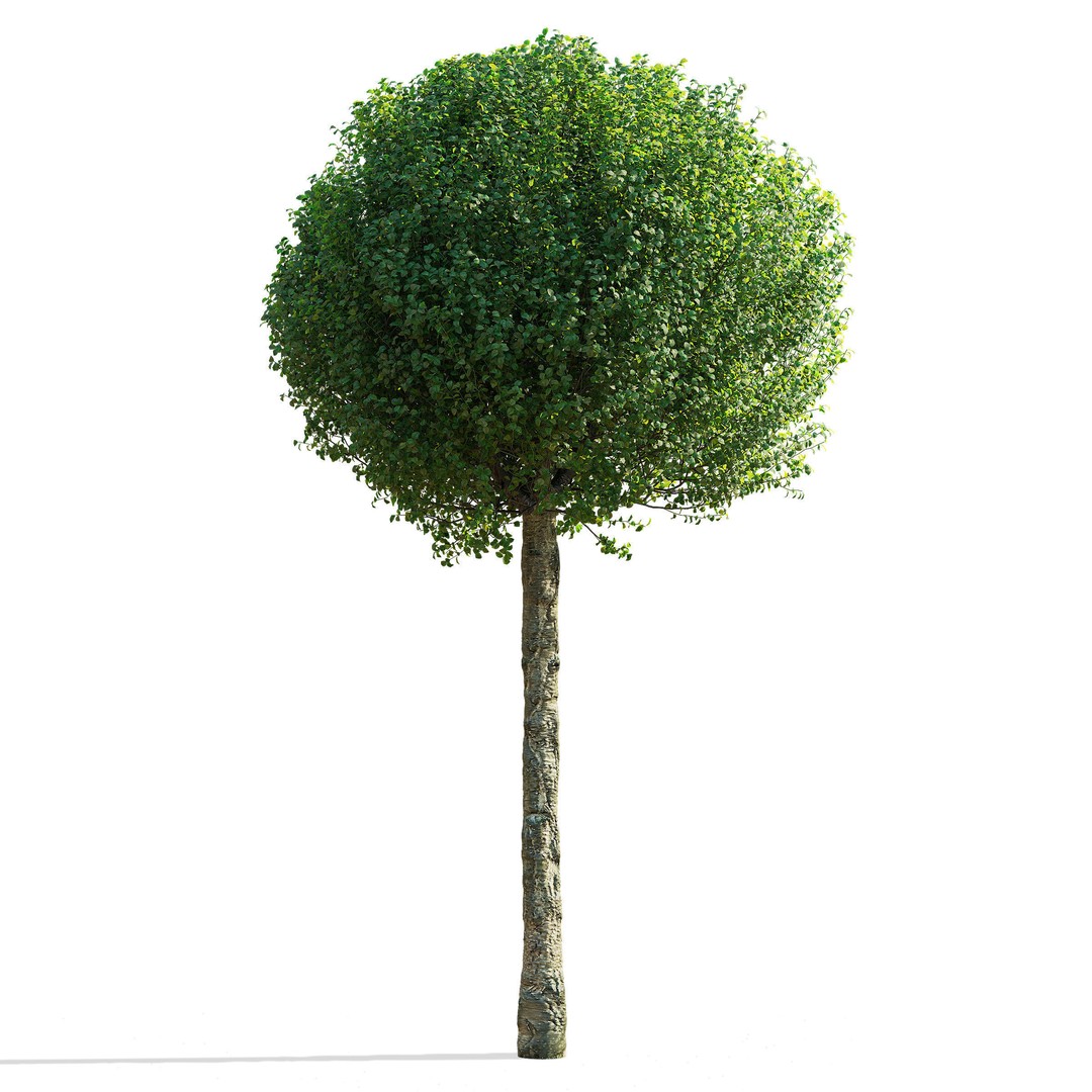 Prunus Eminens Umbraculifera 3D Model – High Poly PBR Plant Asset, FBX, OBJ - View 8