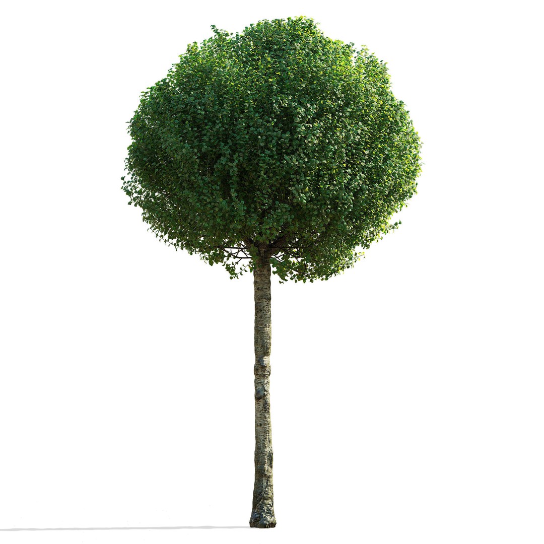 Prunus Eminens Umbraculifera 3D Model – High Poly PBR Plant Asset, FBX, OBJ - View 9