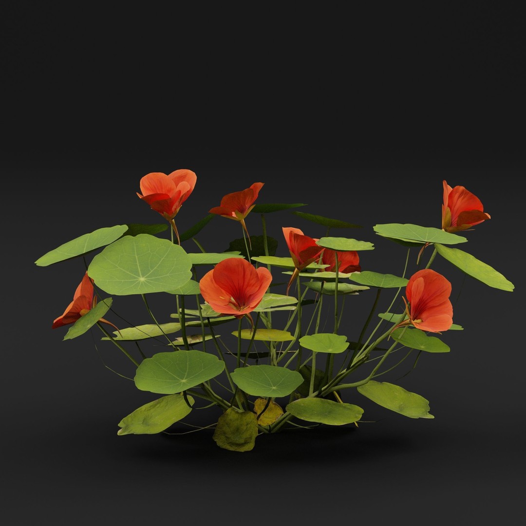 Garden Nasturtium 3D Model – Realistic PBR Asset, FBX, OBJ, Blender