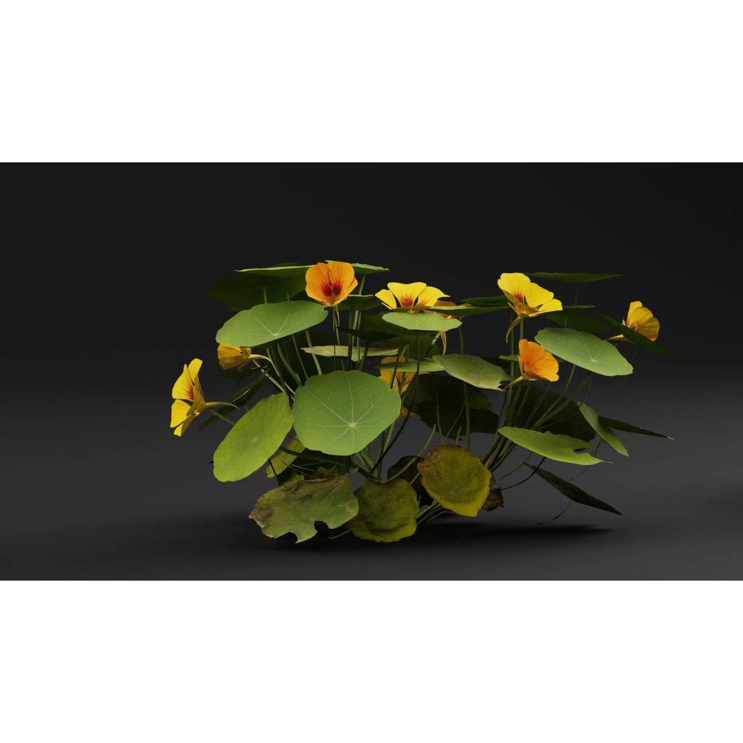 Garden Nasturtium 3D Model – Realistic PBR Asset, FBX, OBJ, Blender - View 2