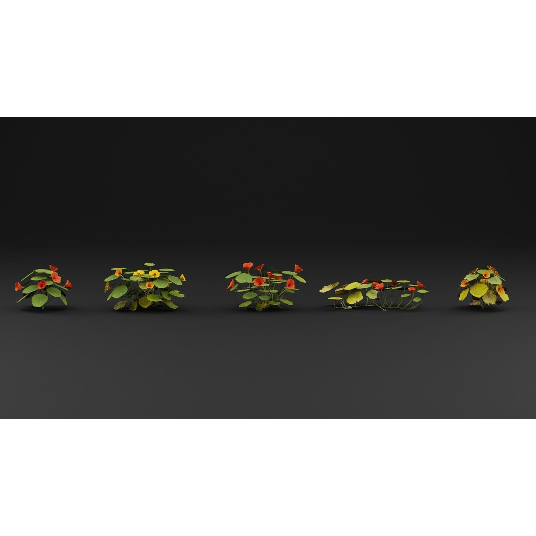 Garden Nasturtium 3D Model – Realistic PBR Asset, FBX, OBJ, Blender - View 3