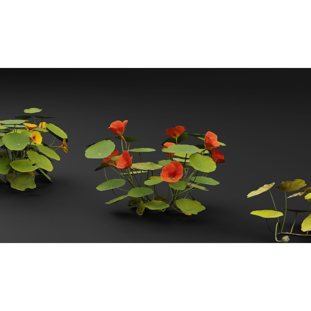 Garden Nasturtium 3D Model – Realistic PBR Asset, FBX, OBJ, Blender - View 4