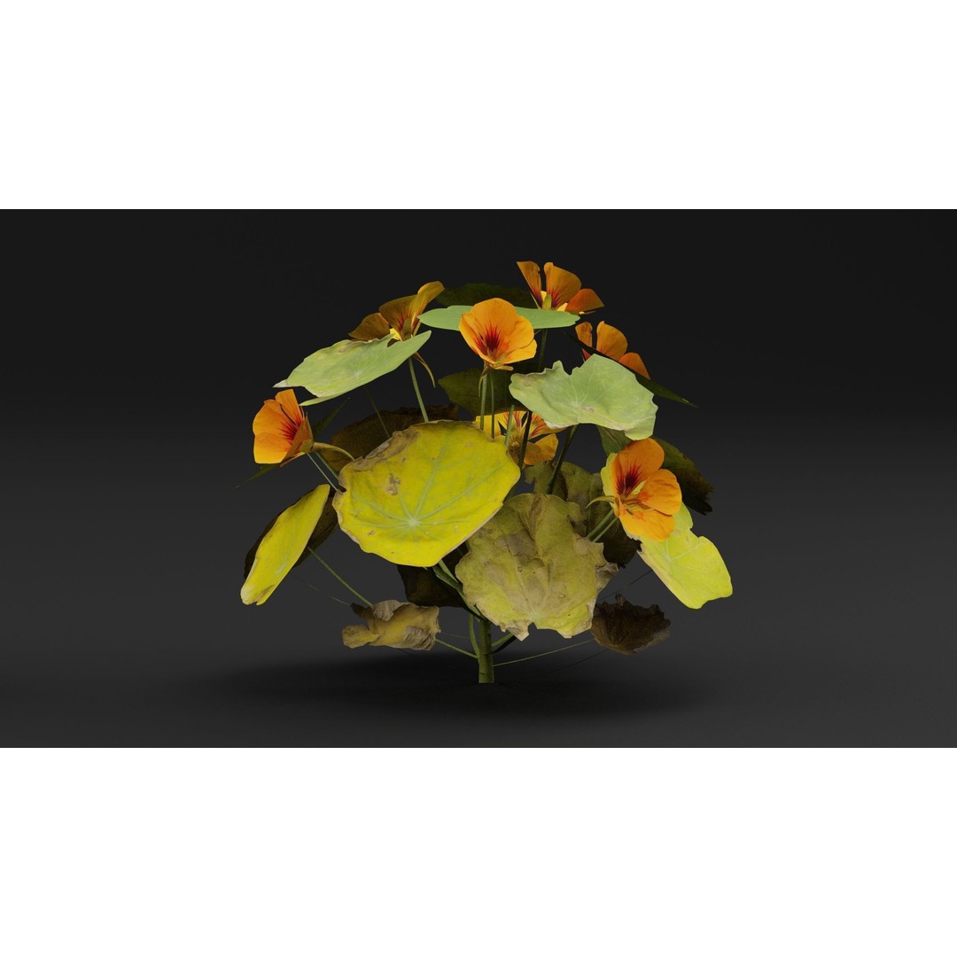 Garden Nasturtium 3D Model – Realistic PBR Asset, FBX, OBJ, Blender - View 5