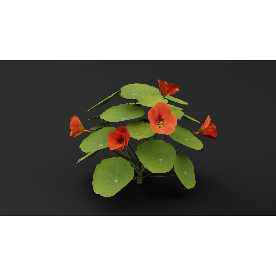 Garden Nasturtium 3D Model – Realistic PBR Asset, FBX, OBJ, Blender - View 6