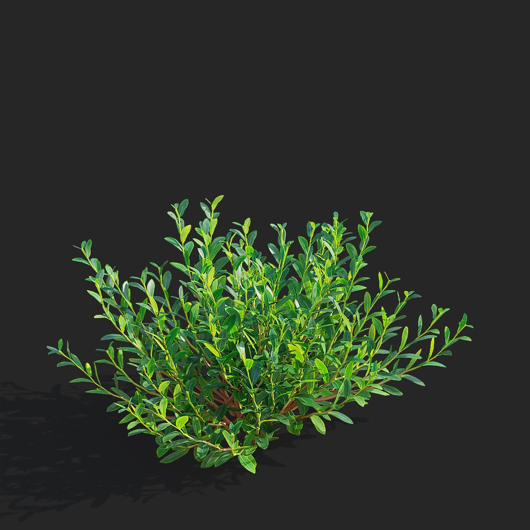 Bupleurum Fruticosum 3D Model – High Poly Plant Asset, FBX & OBJ Formats - View 10