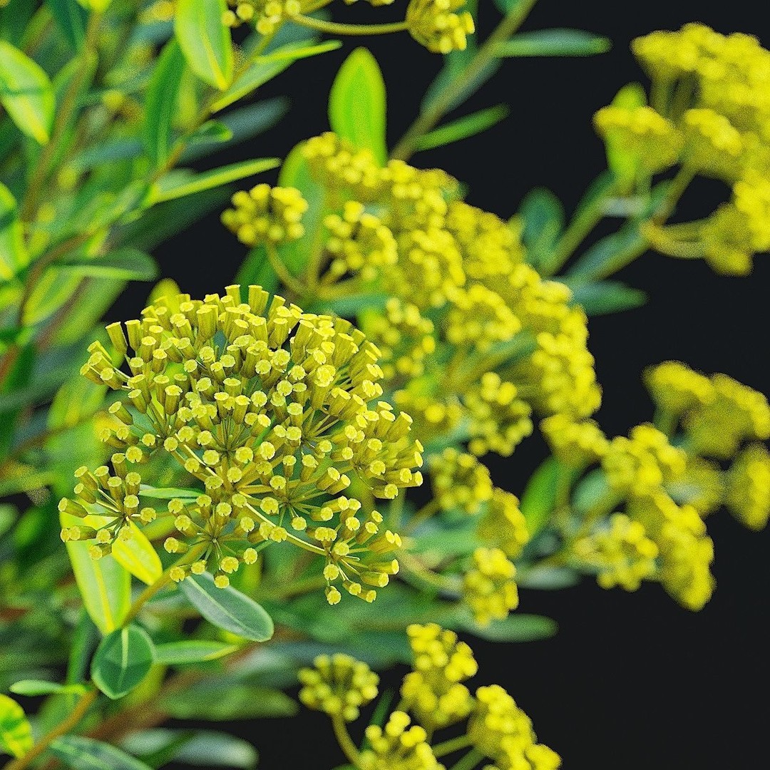 Bupleurum Fruticosum 3D Model – High Poly Plant Asset, FBX & OBJ Formats - View 11