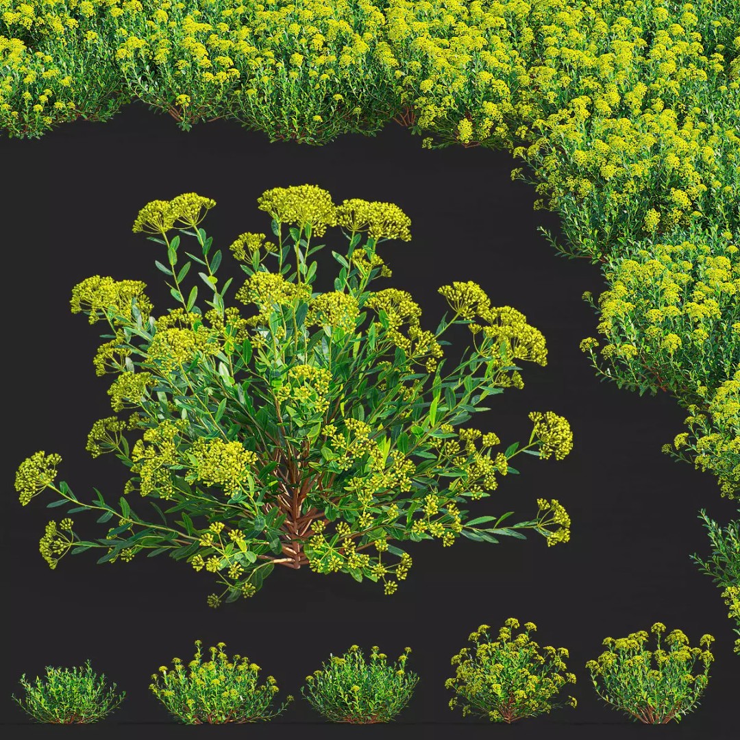 Bupleurum Fruticosum 3D Model – High Poly Plant Asset, FBX & OBJ Formats - View 2