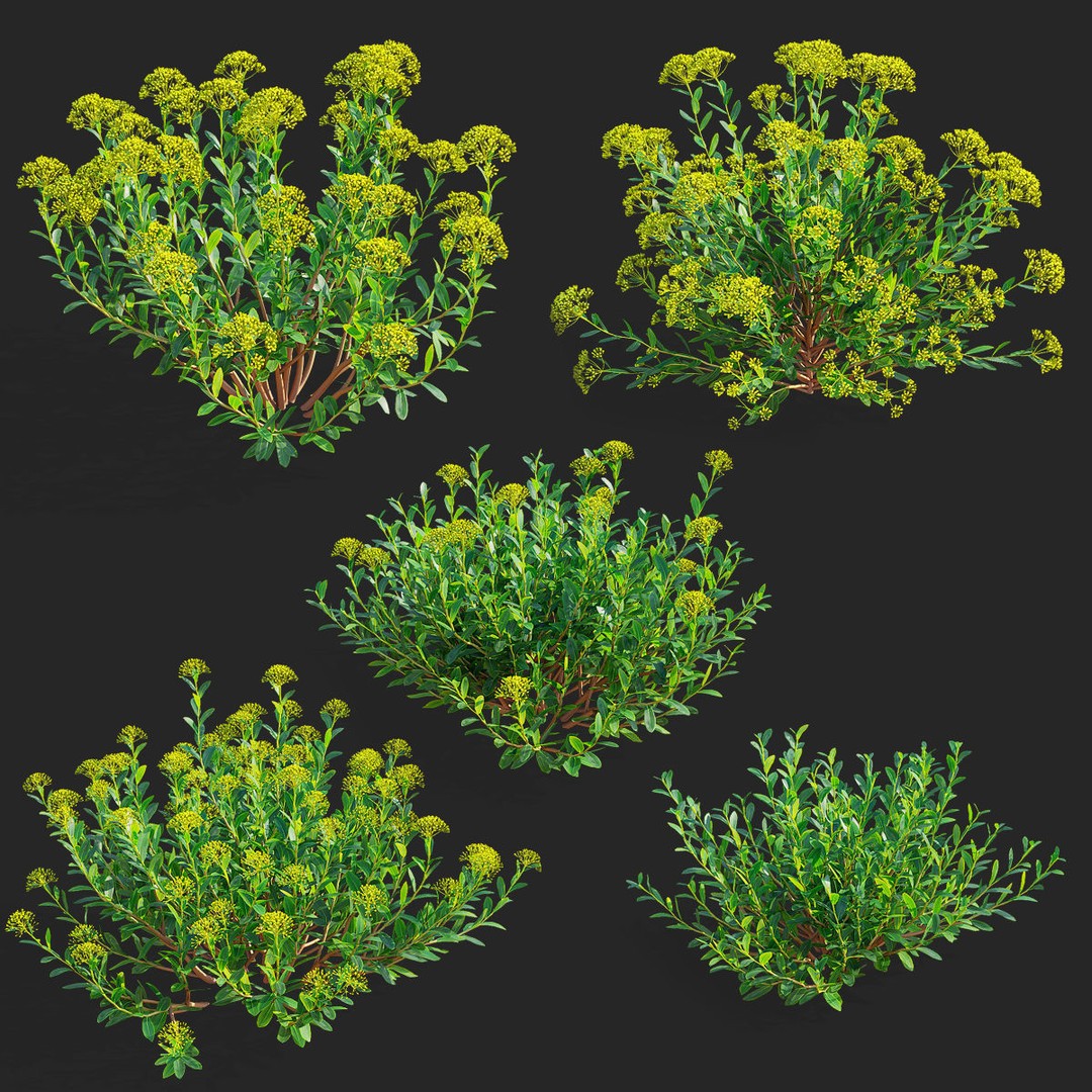 Bupleurum Fruticosum 3D Model – High Poly Plant Asset, FBX & OBJ Formats - View 3