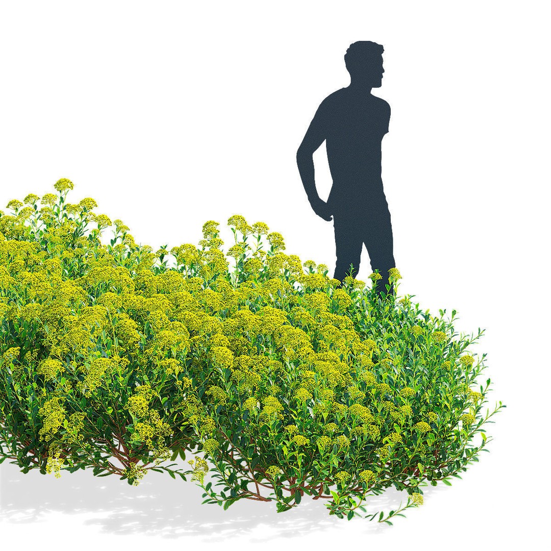 Bupleurum Fruticosum 3D Model – High Poly Plant Asset, FBX & OBJ Formats - View 4