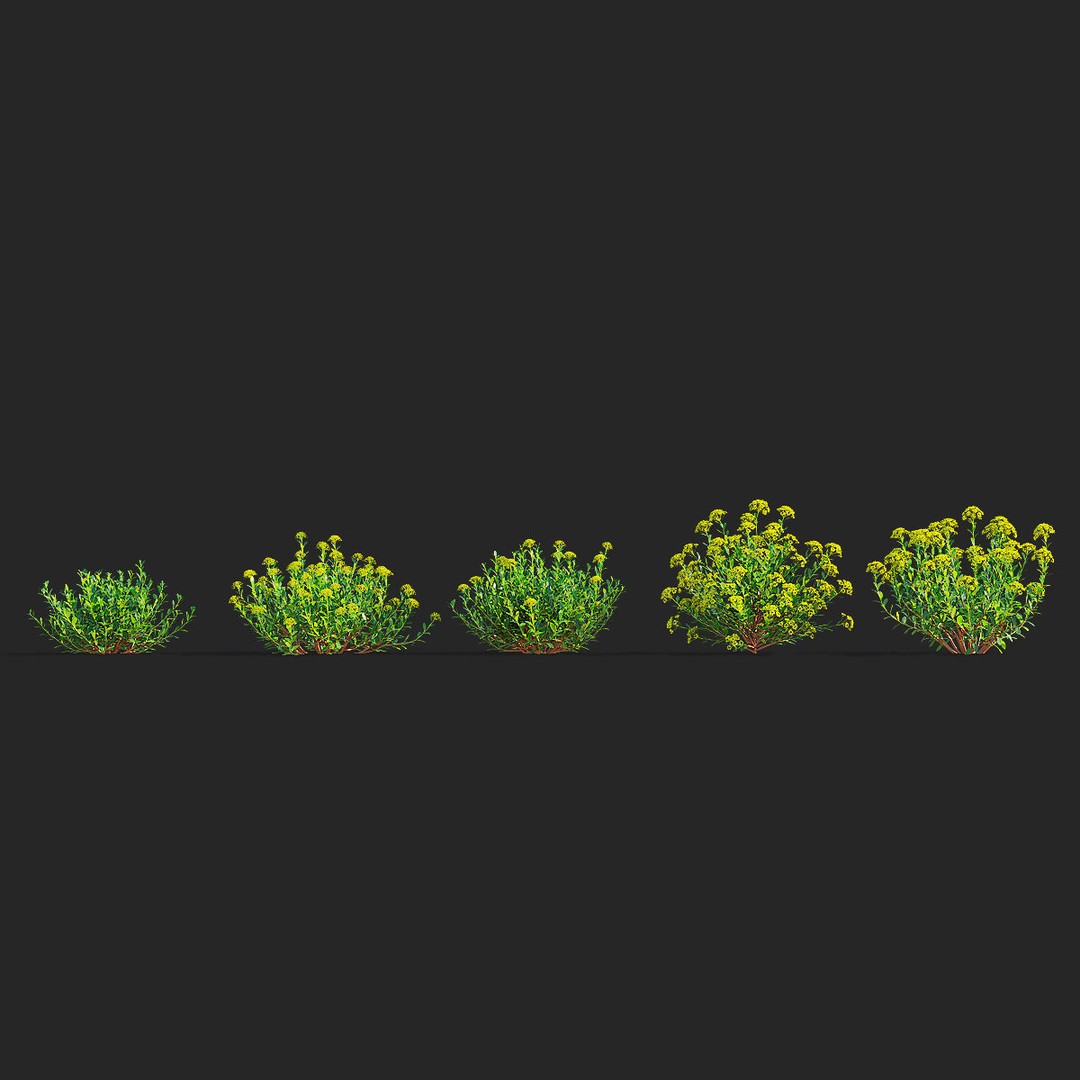 Bupleurum Fruticosum 3D Model – High Poly Plant Asset, FBX & OBJ Formats - View 5