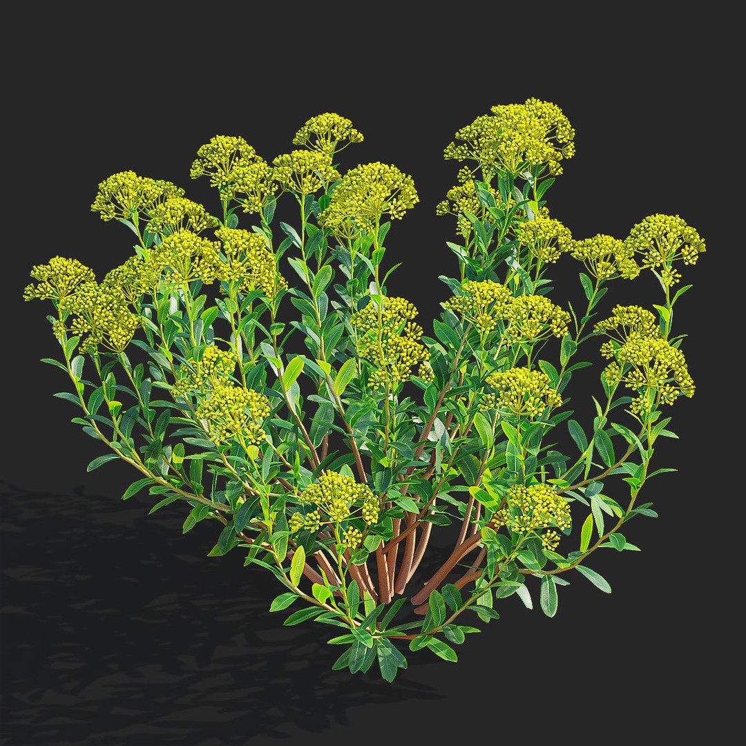 Bupleurum Fruticosum 3D Model – High Poly Plant Asset, FBX & OBJ Formats - View 6