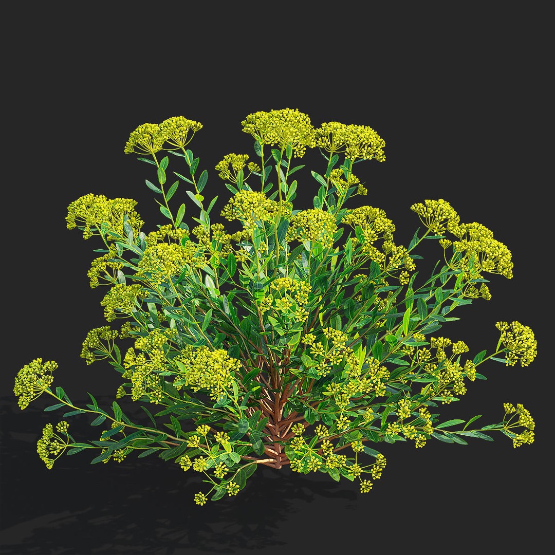 Bupleurum Fruticosum 3D Model – High Poly Plant Asset, FBX & OBJ Formats - View 7