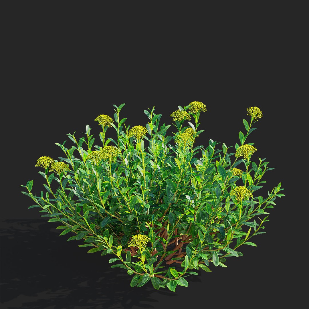 Bupleurum Fruticosum 3D Model – High Poly Plant Asset, FBX & OBJ Formats - View 8
