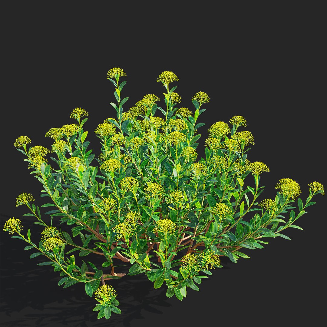 Bupleurum Fruticosum 3D Model – High Poly Plant Asset, FBX & OBJ Formats - View 9