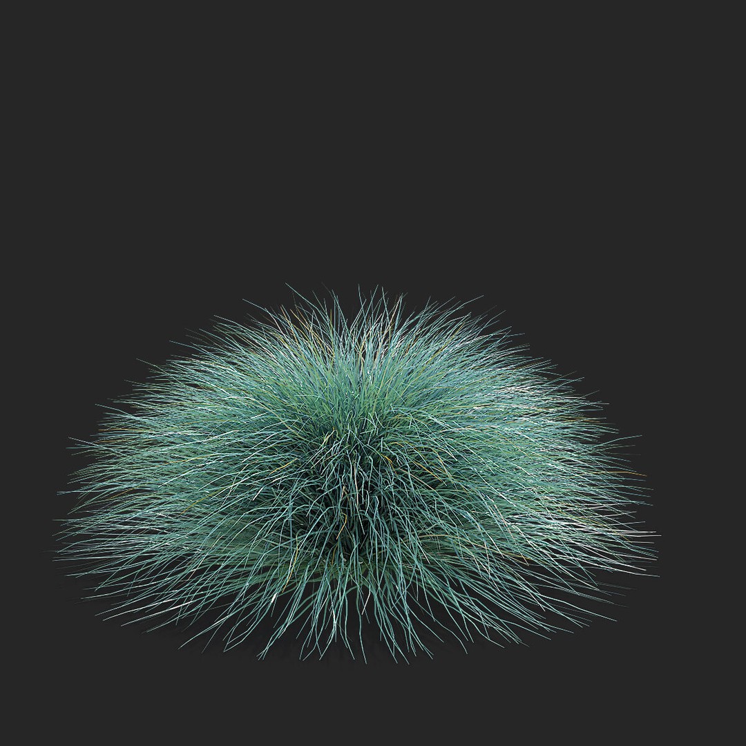 Festuca Glauca Grass 3D Model – High Poly PBR Asset, FBX & OBJ Formats - View 10