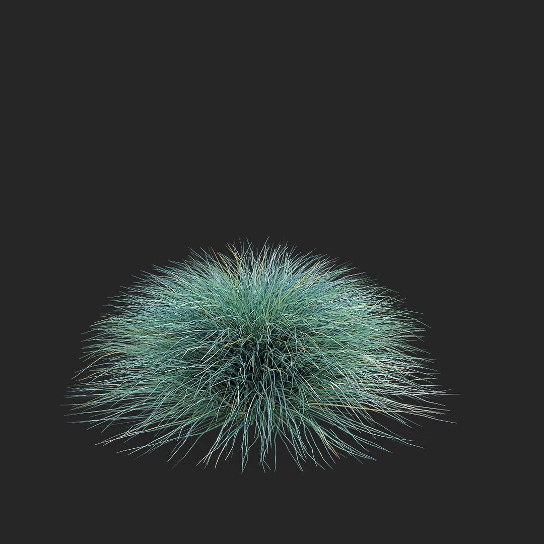 Festuca Glauca Grass 3D Model – High Poly PBR Asset, FBX & OBJ Formats - View 11