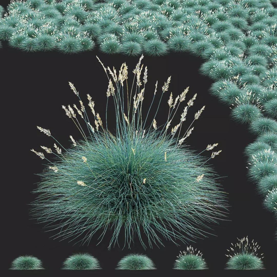 Festuca Glauca Grass 3D Model – High Poly PBR Asset, FBX & OBJ Formats - View 2