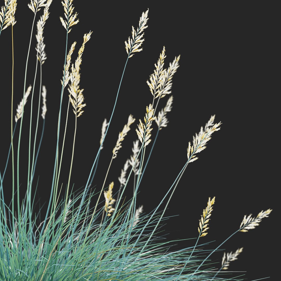 Festuca Glauca Grass 3D Model – High Poly PBR Asset, FBX & OBJ Formats - View 3