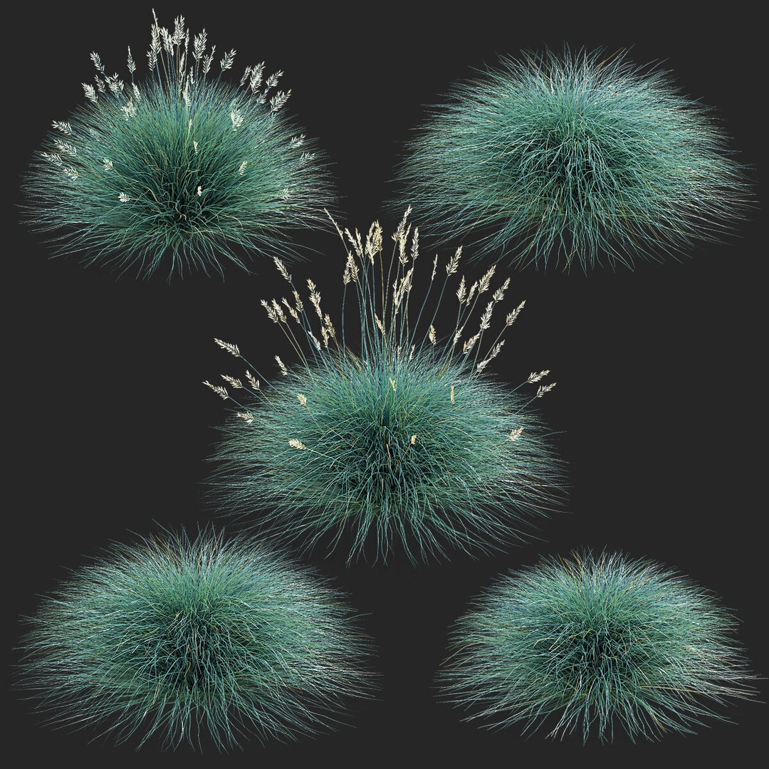 Festuca Glauca Grass 3D Model – High Poly PBR Asset, FBX & OBJ Formats - View 4