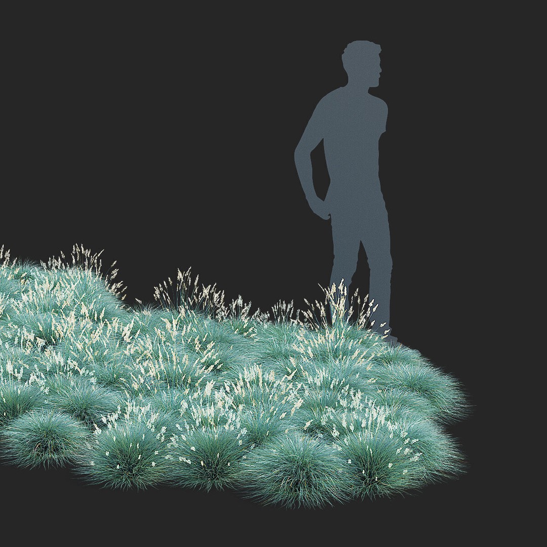 Festuca Glauca Grass 3D Model – High Poly PBR Asset, FBX & OBJ Formats - View 5