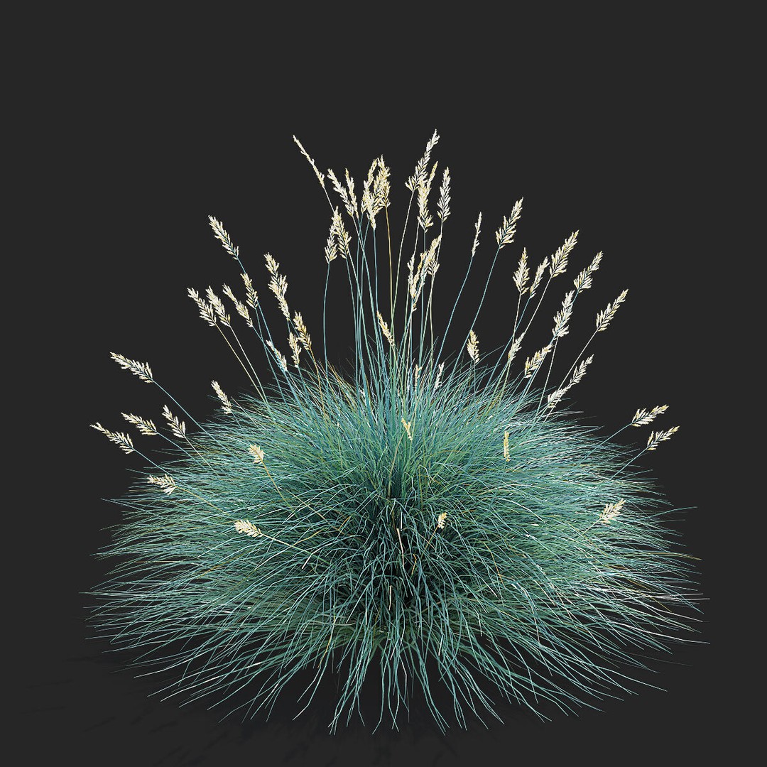 Festuca Glauca Grass 3D Model – High Poly PBR Asset, FBX & OBJ Formats - View 7