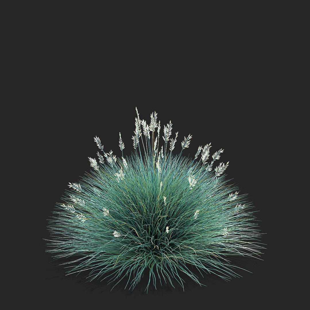Festuca Glauca Grass 3D Model – High Poly PBR Asset, FBX & OBJ Formats - View 8