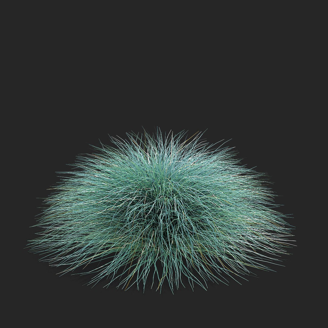 Festuca Glauca Grass 3D Model – High Poly PBR Asset, FBX & OBJ Formats - View 9