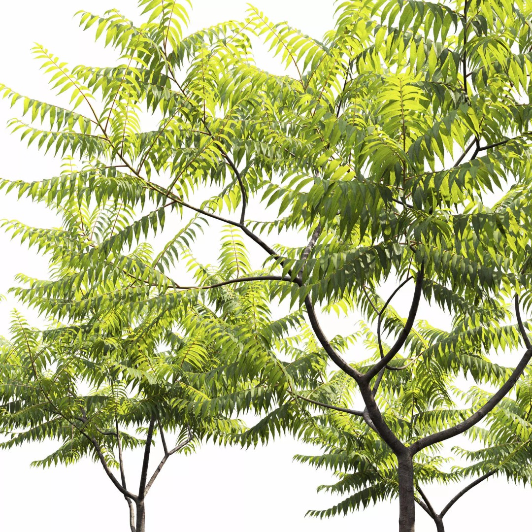 Rhus Typhina 3D Model – Realistic Tree Asset, FBX, PBR Textures