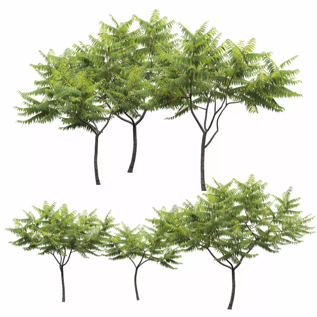 Rhus Typhina 3D Model – Realistic Tree Asset, FBX, PBR Textures - View 10