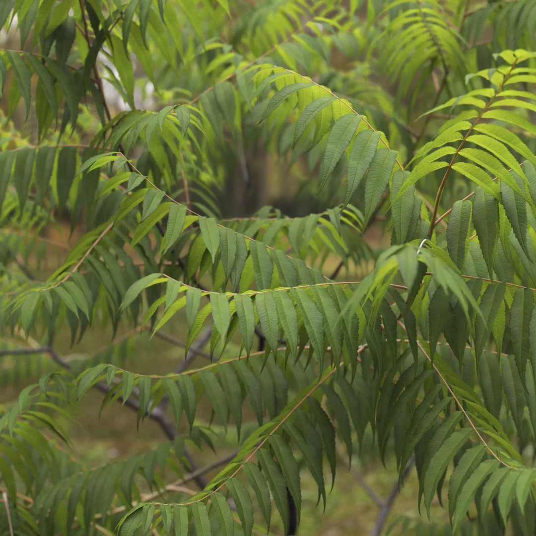 Rhus Typhina 3D Model – Realistic Tree Asset, FBX, PBR Textures - View 11