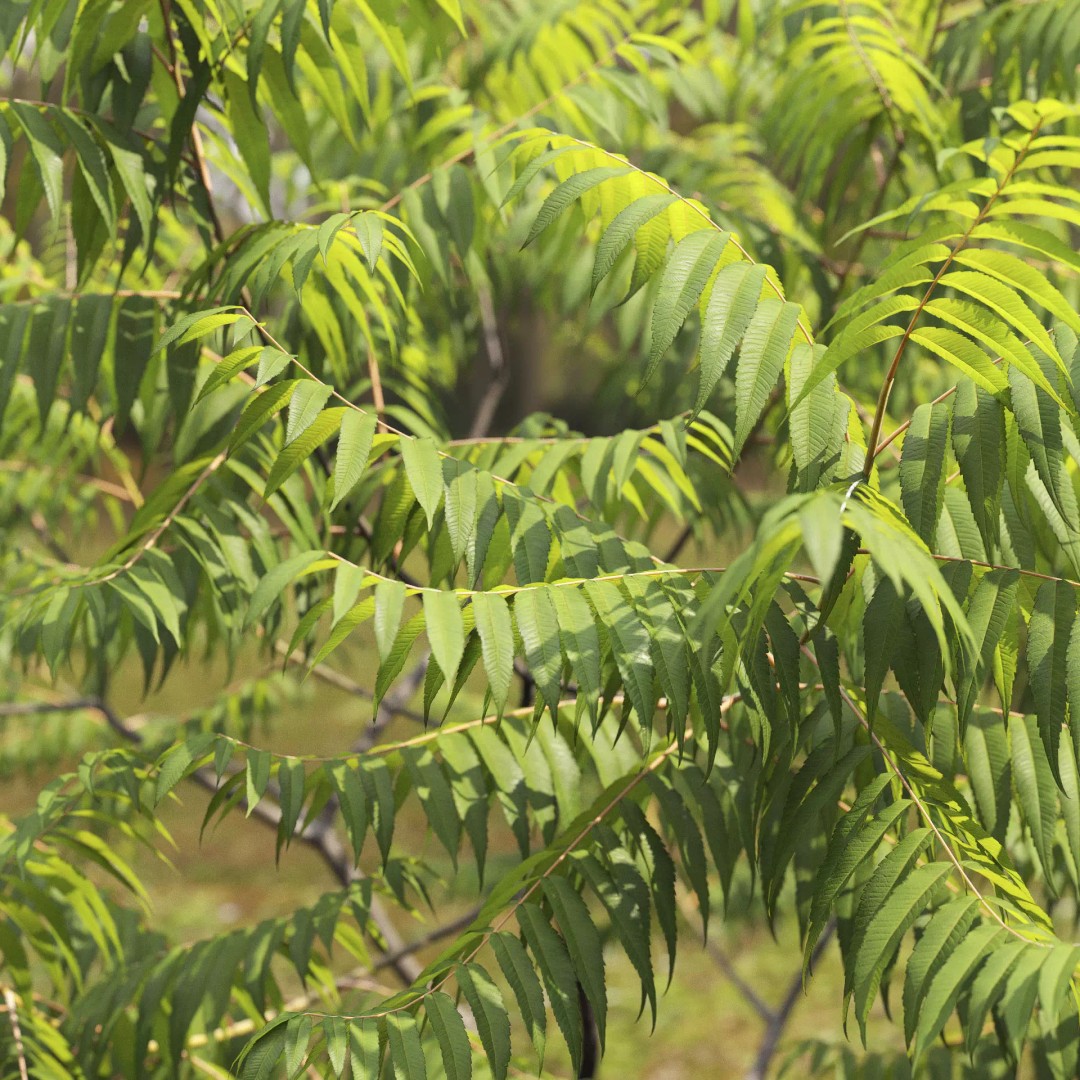 Rhus Typhina 3D Model – Realistic Tree Asset, FBX, PBR Textures - View 12