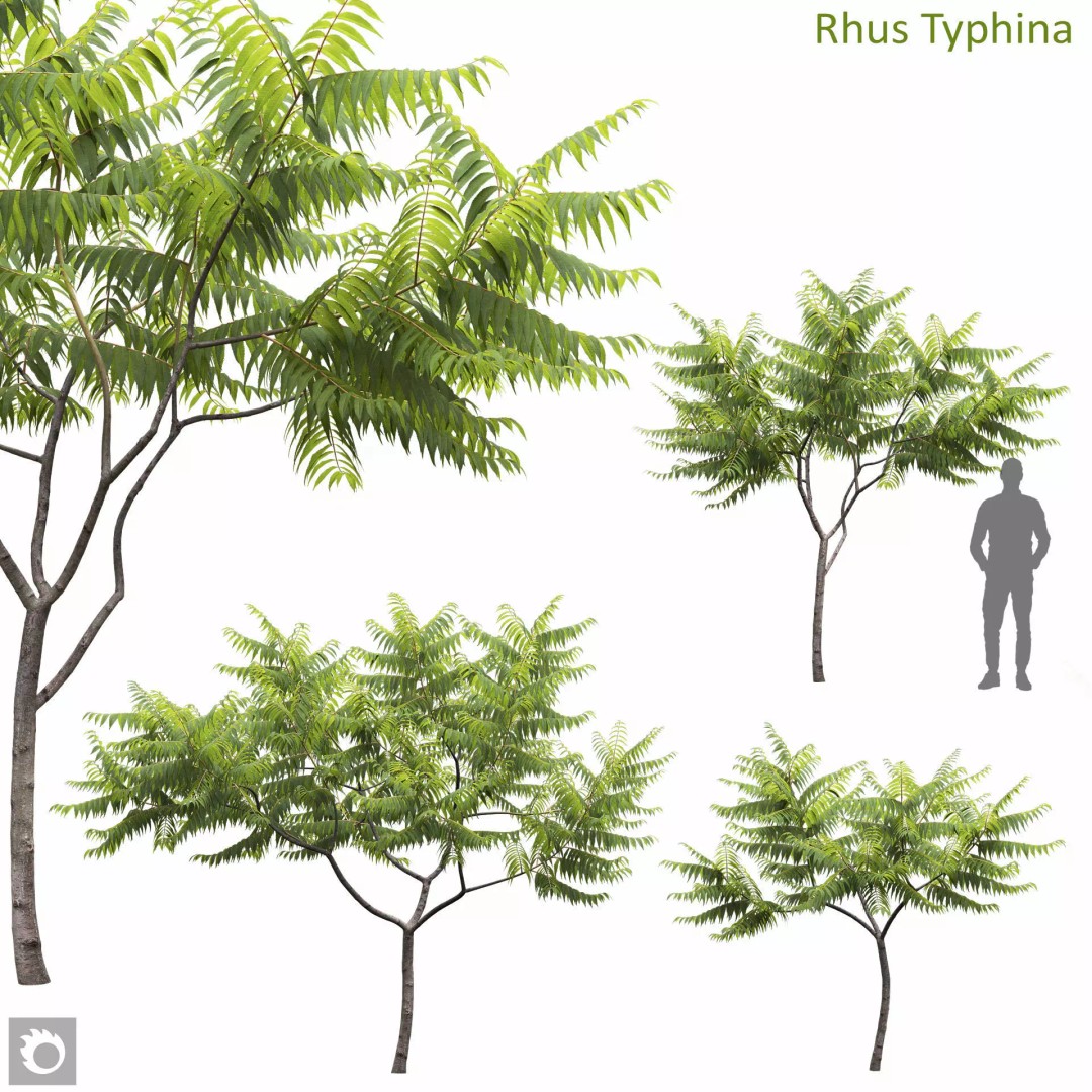 Rhus Typhina 3D Model – Realistic Tree Asset, FBX, PBR Textures - View 2