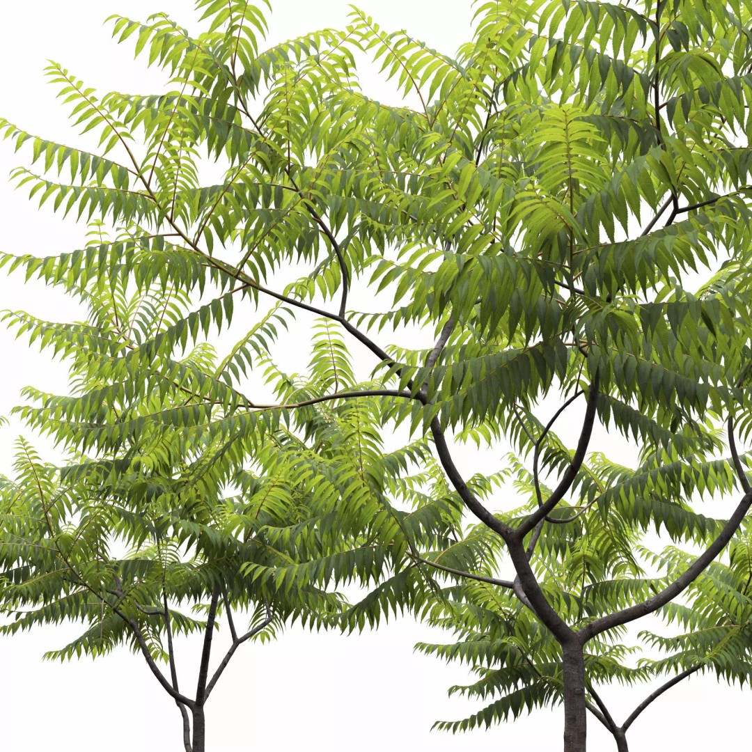 Rhus Typhina 3D Model – Realistic Tree Asset, FBX, PBR Textures - View 3