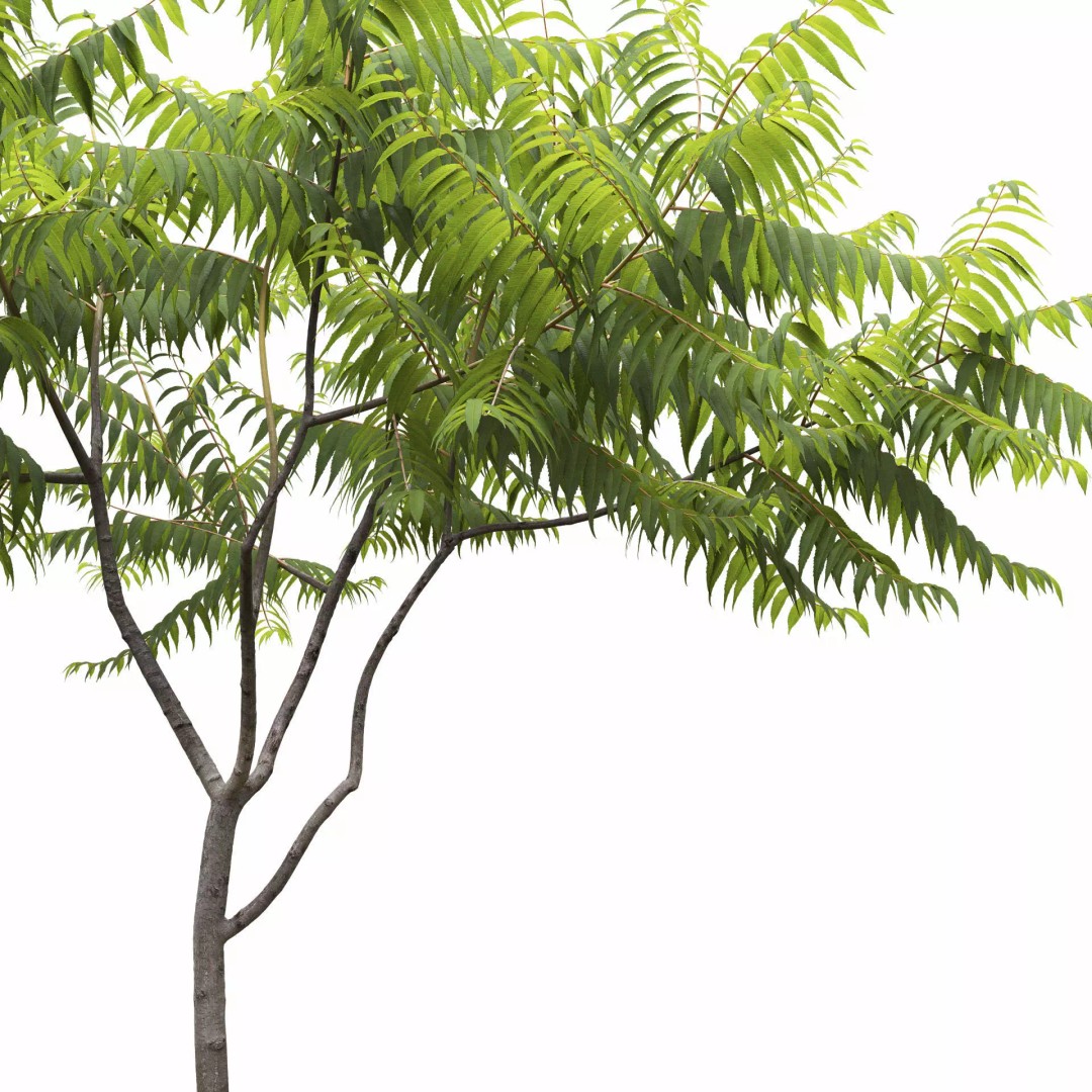 Rhus Typhina 3D Model – Realistic Tree Asset, FBX, PBR Textures - View 4