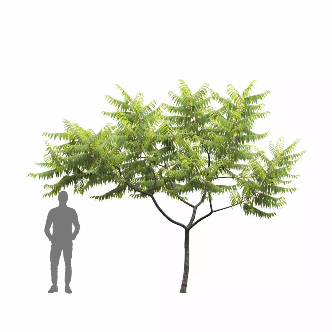Rhus Typhina 3D Model – Realistic Tree Asset, FBX, PBR Textures - View 6