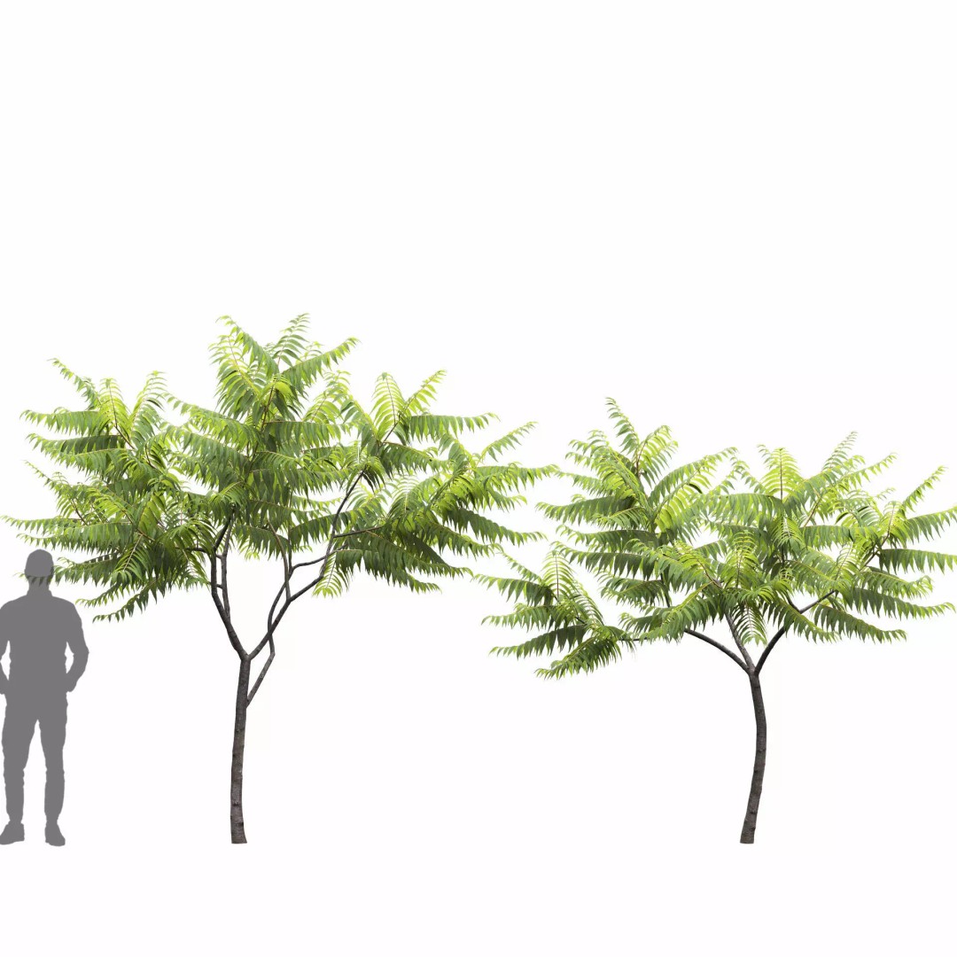 Rhus Typhina 3D Model – Realistic Tree Asset, FBX, PBR Textures - View 7