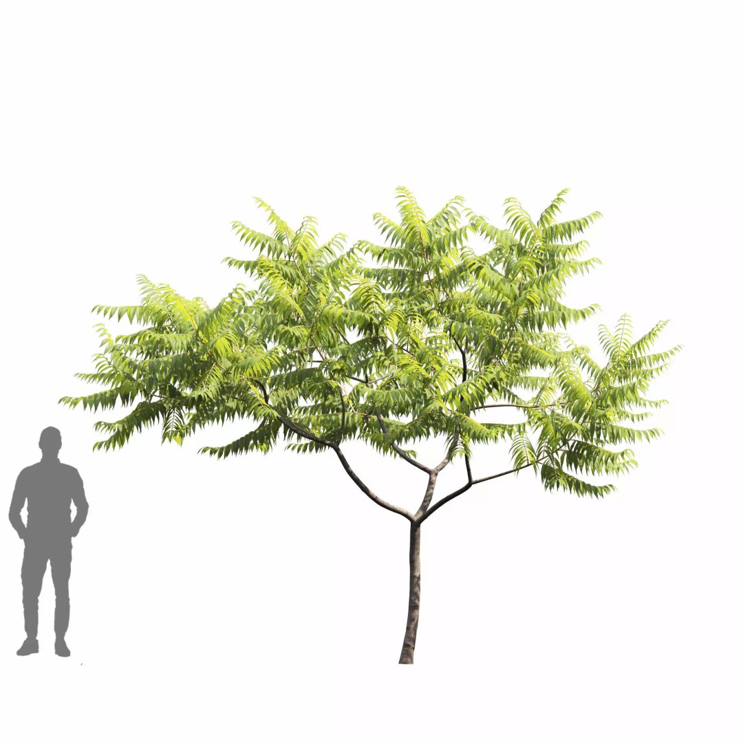 Rhus Typhina 3D Model – Realistic Tree Asset, FBX, PBR Textures - View 8