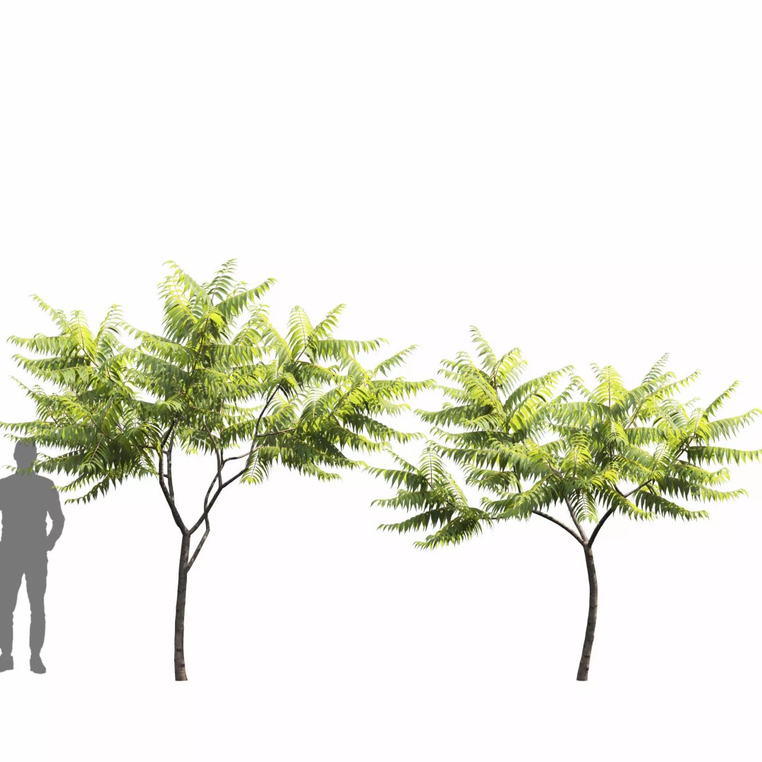 Rhus Typhina 3D Model – Realistic Tree Asset, FBX, PBR Textures - View 9