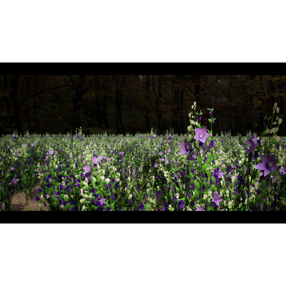 Korean Platycodon Flower 3D Model – Low Poly Game Asset, FBX - View 3