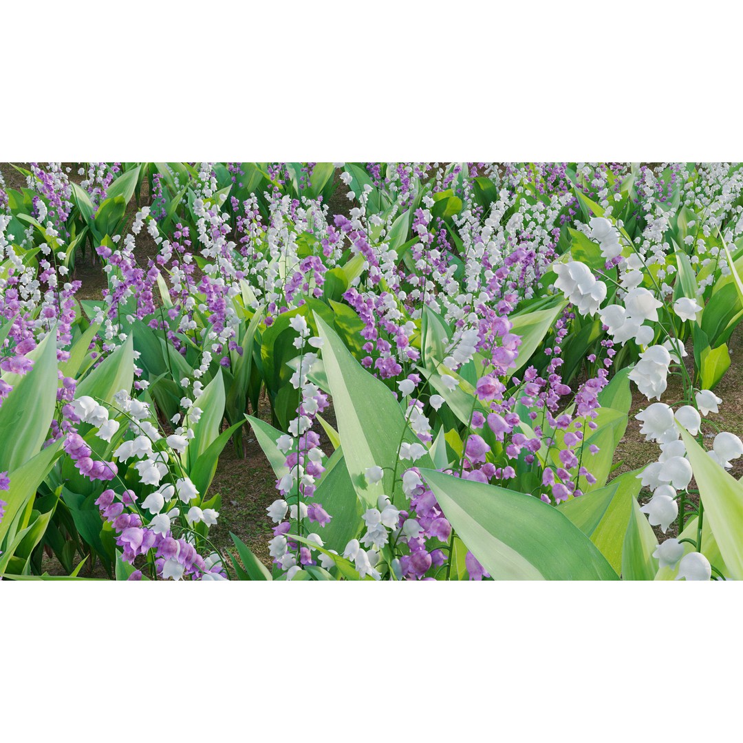 Convallaria majalis 3D Model – Low Poly Flower Asset, FBX