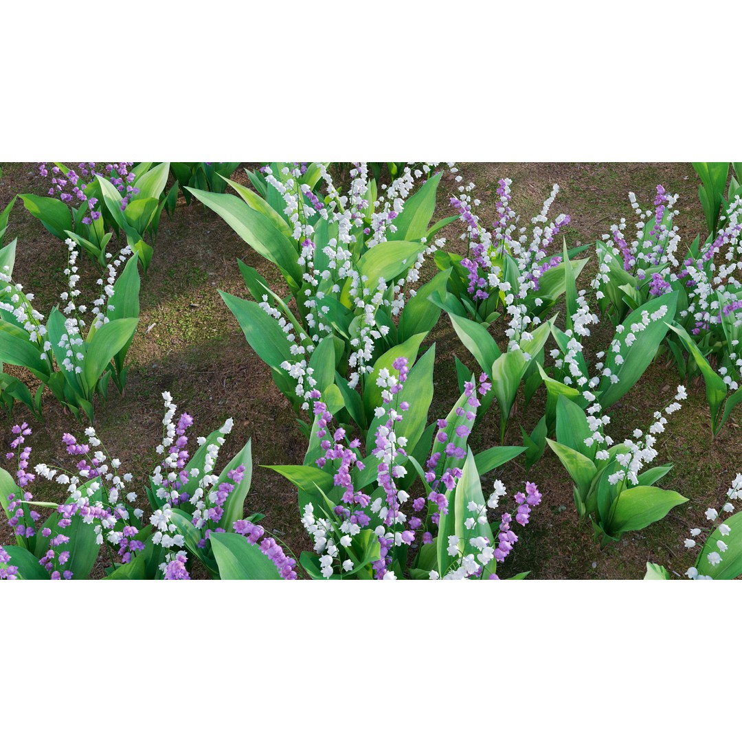 Convallaria majalis 3D Model – Low Poly Flower Asset, FBX - View 10